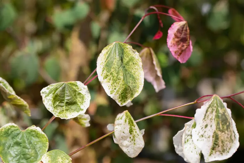 Cercis can. 'Carolina Sweetheart'® 125-150   C20 - afbeelding 5