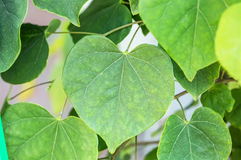 Cercis can. 'Cascading Hearts'® 175-200   C10 - afbeelding 1