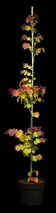 cercis can. 'eternal flame' (175-200 cm) - afbeelding 4