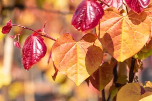 Cercis can. 'Eternal Flame' 60-100   C6