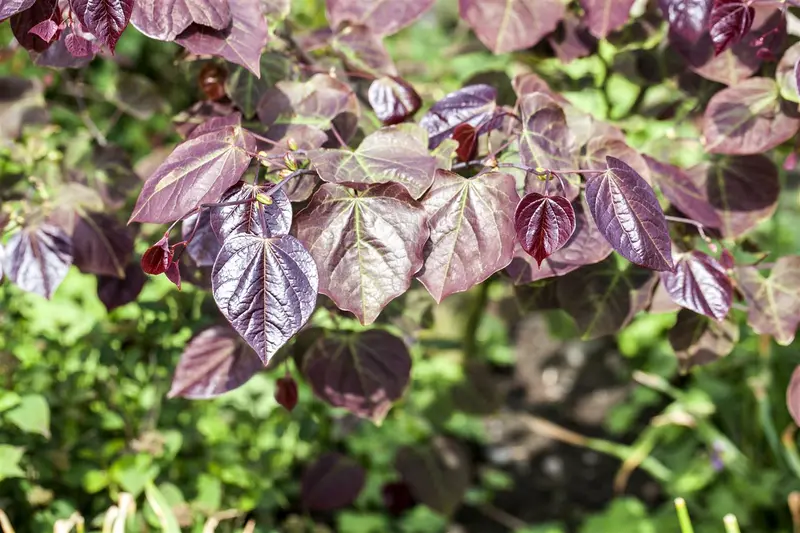 Cercis can. 'Forest Pansy' 200-250   C110 MRST - afbeelding 5