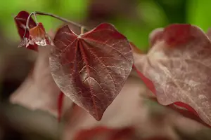 cercis can. 'forest pansy' (HOcm) - afbeelding 4
