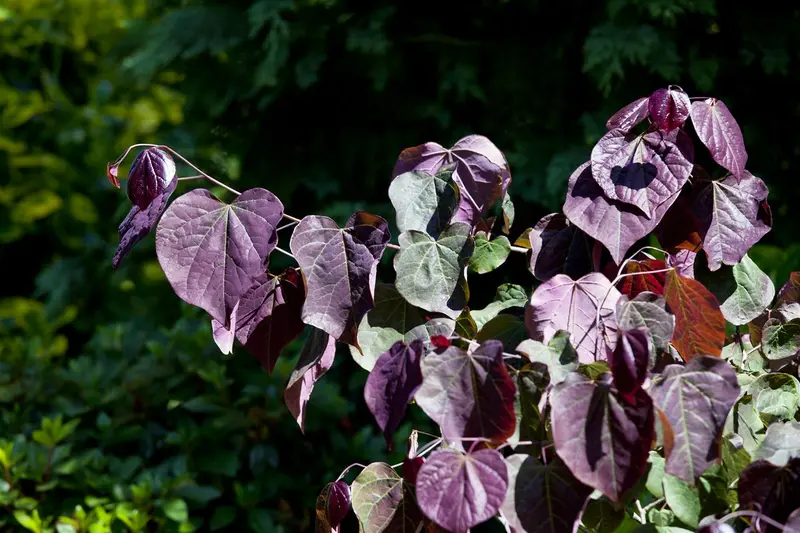 cercis can. 'forest pansy' (HOcm) - afbeelding 5