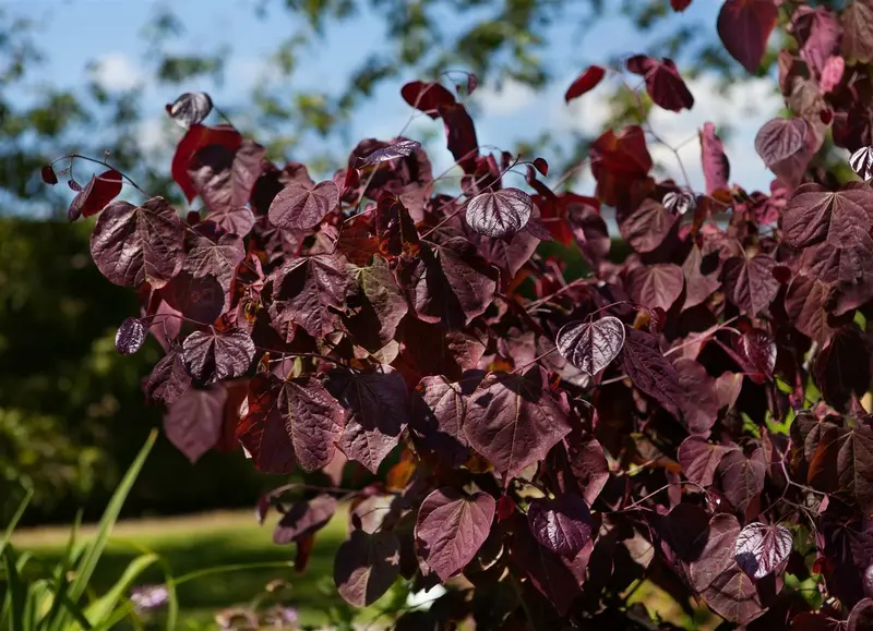 cercis can. 'forest pansy' (HOcm) - afbeelding 1