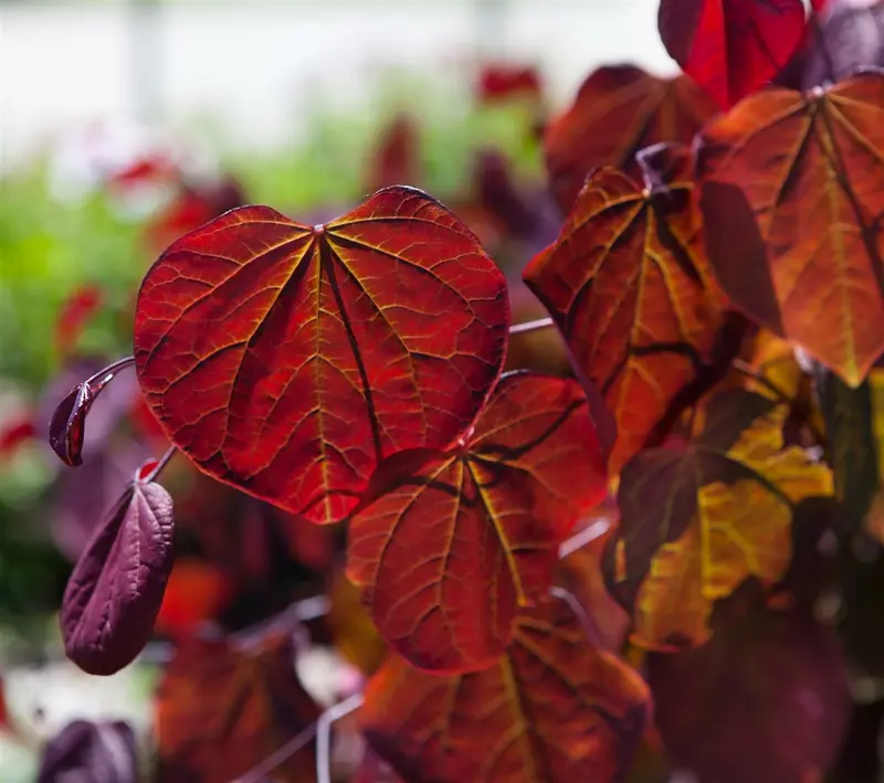 cercis can. 'forest pansy' (HOcm) - afbeelding 2