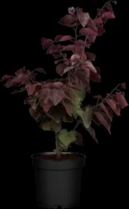 cercis can. 'forest pansy' (HOcm) - afbeelding 3