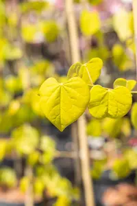 Cercis can. 'Golden Falls' 175-200   C10 - afbeelding 2