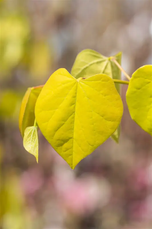 Cercis can. 'Golden Falls' 175-200   C10 - afbeelding 4