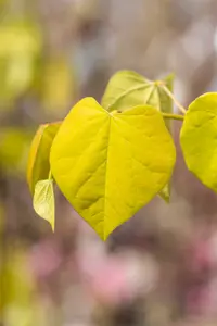 Cercis can. 'Golden Falls' 175-200   C10 - afbeelding 4