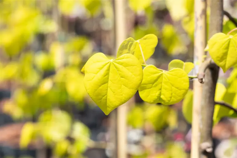 Cercis can. 'Golden Falls' 175-200   C10 - afbeelding 1