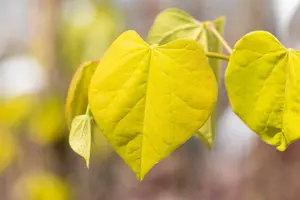 Cercis can. 'Golden Falls' 175-200   C10 - afbeelding 3