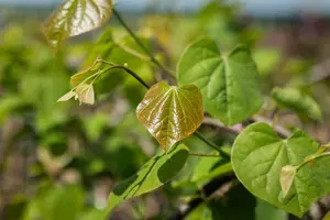 Cercis can. 'Lavender Twist' 100-125   C20 - afbeelding 4