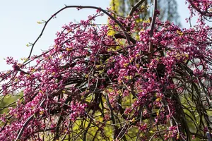 Cercis can. 'Lavender Twist' 100-125   C20 - afbeelding 2