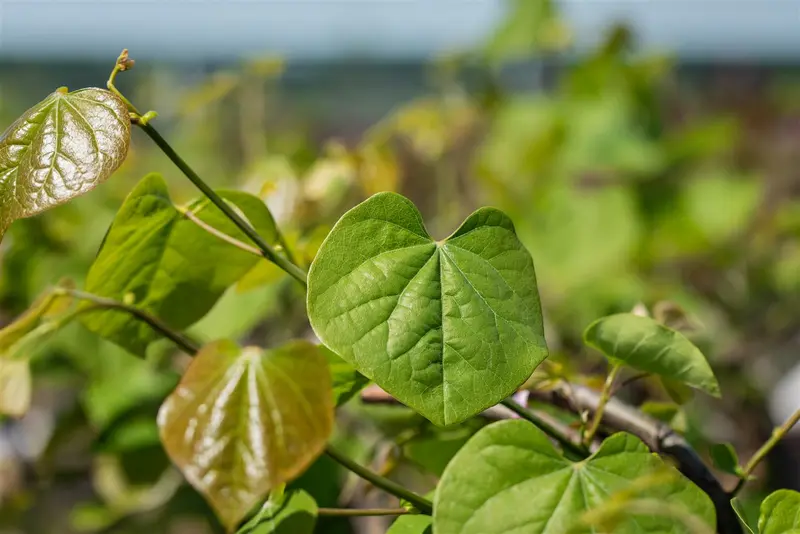 Cercis can. 'Lavender Twist' 100-125   C20 - afbeelding 5
