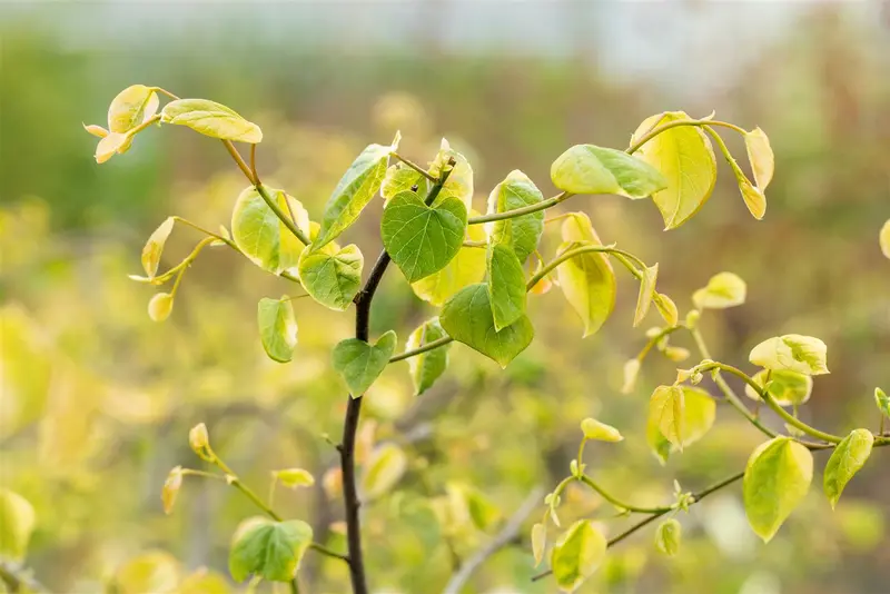 Cercis can. 'Lavender Twist' 125-150   C25 - afbeelding 3
