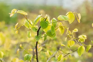 Cercis can. 'Lavender Twist' 125-150   C25 - afbeelding 3
