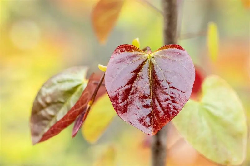 Cercis can. 'Merlot'® 175-200   C10 - afbeelding 5