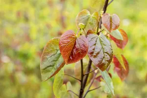 Cercis can. 'Merlot'® 175-200 C10