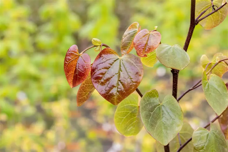 Cercis can. 'Merlot'® 200-250   C110 MRST - afbeelding 2