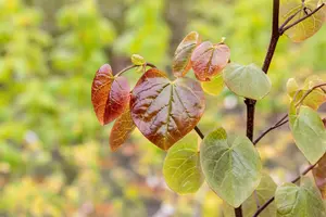 Cercis can. 'Merlot'® 200-250   C110 MRST - afbeelding 2