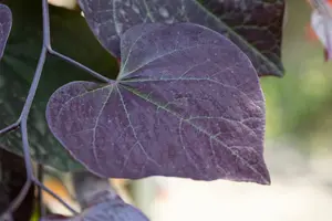 Cercis can. 'Ruby Falls' 125-150 C25