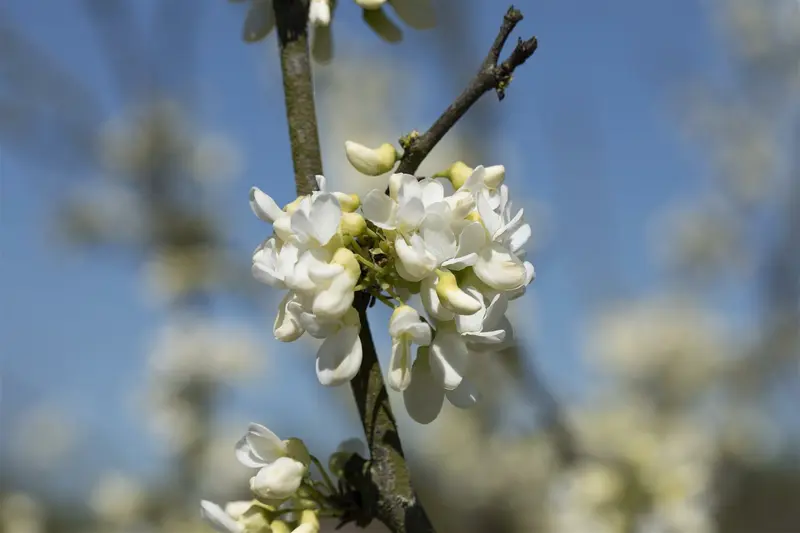Texas White