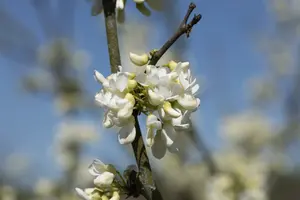 Texas White