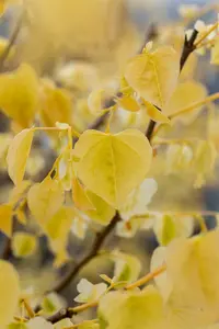 Cercis can. 'The Rising Sun' 150-175   C10 - afbeelding 2