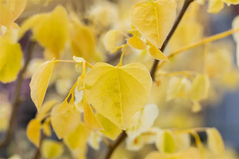 Cercis can. 'The Rising Sun' 150-175   C10 - afbeelding 1