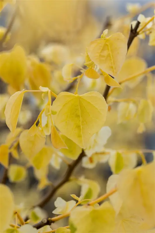 cercis can. 'the rising sun' (175-200 cm) - afbeelding 2
