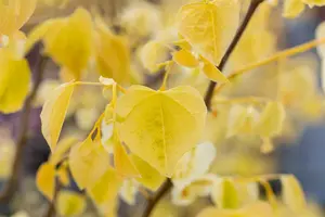 cercis can. 'the rising sun' (175-200 cm) - afbeelding 2