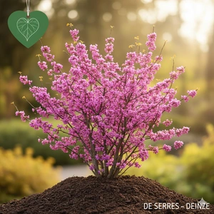 Cercis canadensis C10 (100-125)