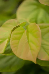 Cercis chinensis 'Avondale' 150-175   C50 - afbeelding 2