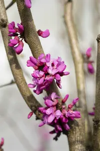 Cercis chinensis 'Avondale' 150-175   C50 - afbeelding 3