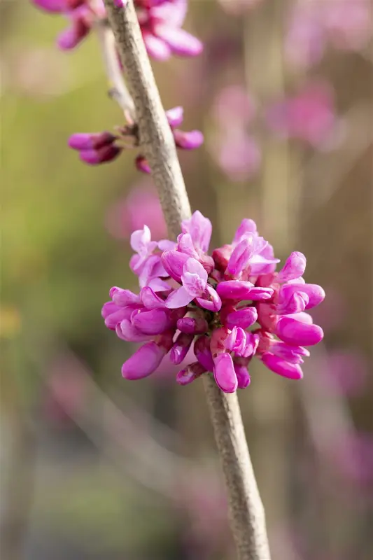 Cercis chinensis 'Avondale' 40- 60   C4 - afbeelding 4