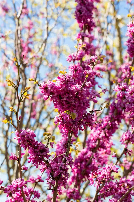 Cercis chinensis 'Avondale' 40- 60   C4 - afbeelding 5
