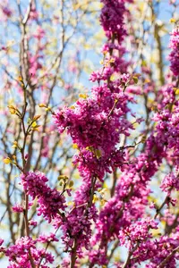 Cercis chinensis 'Avondale' 40- 60   C4 - afbeelding 5