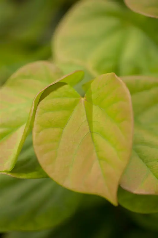 Cercis chinensis 'Avondale' STAM/120 C10 - afbeelding 2