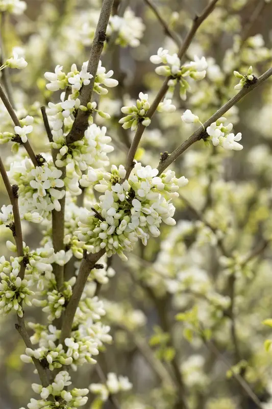Cercis chinensis 'Shirobana' 125-150   C65 MRST EXTRA - afbeelding 4