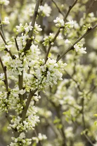 Cercis chinensis 'Shirobana' 150-175   C45 MRST - afbeelding 4