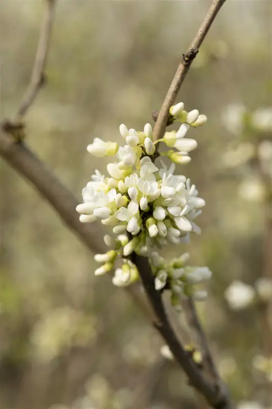 Cercis chinensis 'Shirobana' 60- 80   C12 - afbeelding 3