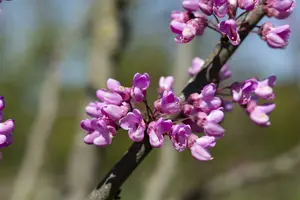 Cercis siliquastrum 150-175   C35 MRST - afbeelding 2