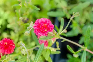 Cerise Queen - afbeelding 2