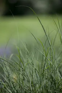 deschampsia cespitosa P9 - afbeelding 5