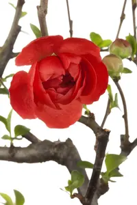 chaenomeles japonica (30- 40cm) - afbeelding 5
