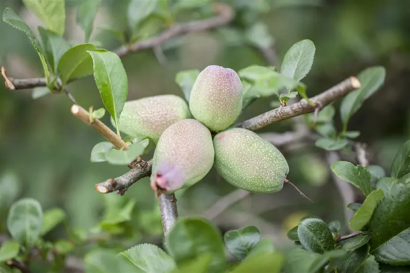 chaenomeles japonica (30- 40cm) - afbeelding 2