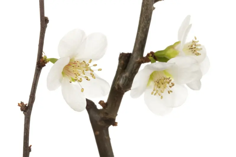chaenomeles japonica (30- 40cm) - afbeelding 3