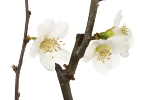 chaenomeles japonica (30- 40cm) - afbeelding 3