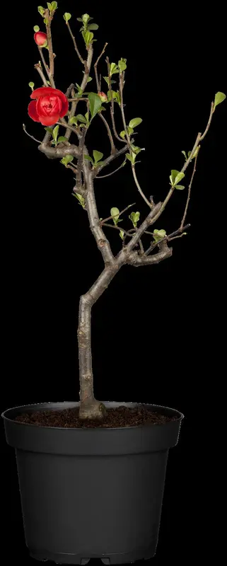 chaenomeles japonica (30- 40cm) - afbeelding 4