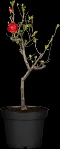 chaenomeles japonica (30- 40cm) - afbeelding 4